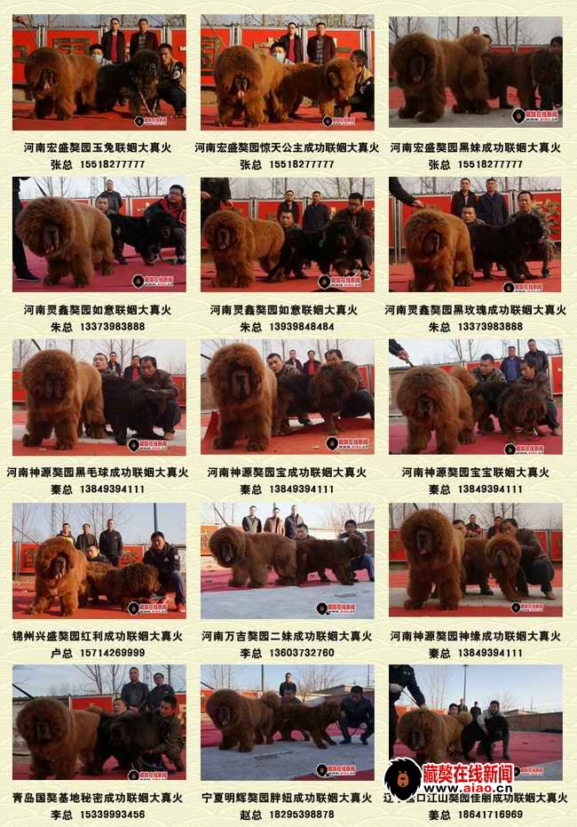 2014配種王,看得見的火(huǒ)爆巅峰 “大真火(huǒ)”聯姻大集錦