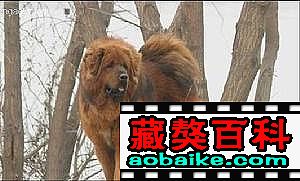 雷克直子(zǐ):武茲 雷克直子(zǐ):武茲