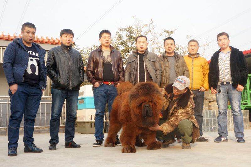 忙轉會,喜聯姻,喜迎後代!國榮獒園忙不過來(lái)了(le)