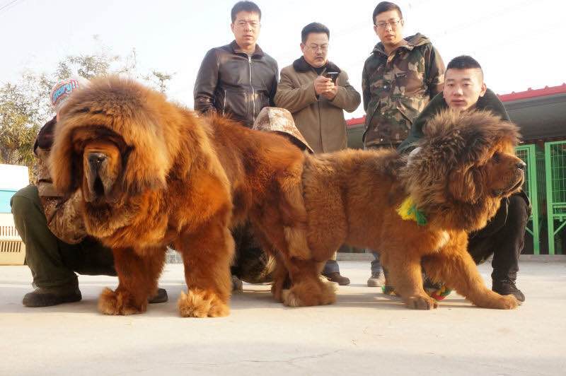 忙轉會,喜聯姻,喜迎後代!國榮獒園忙不過來(lái)了(le)