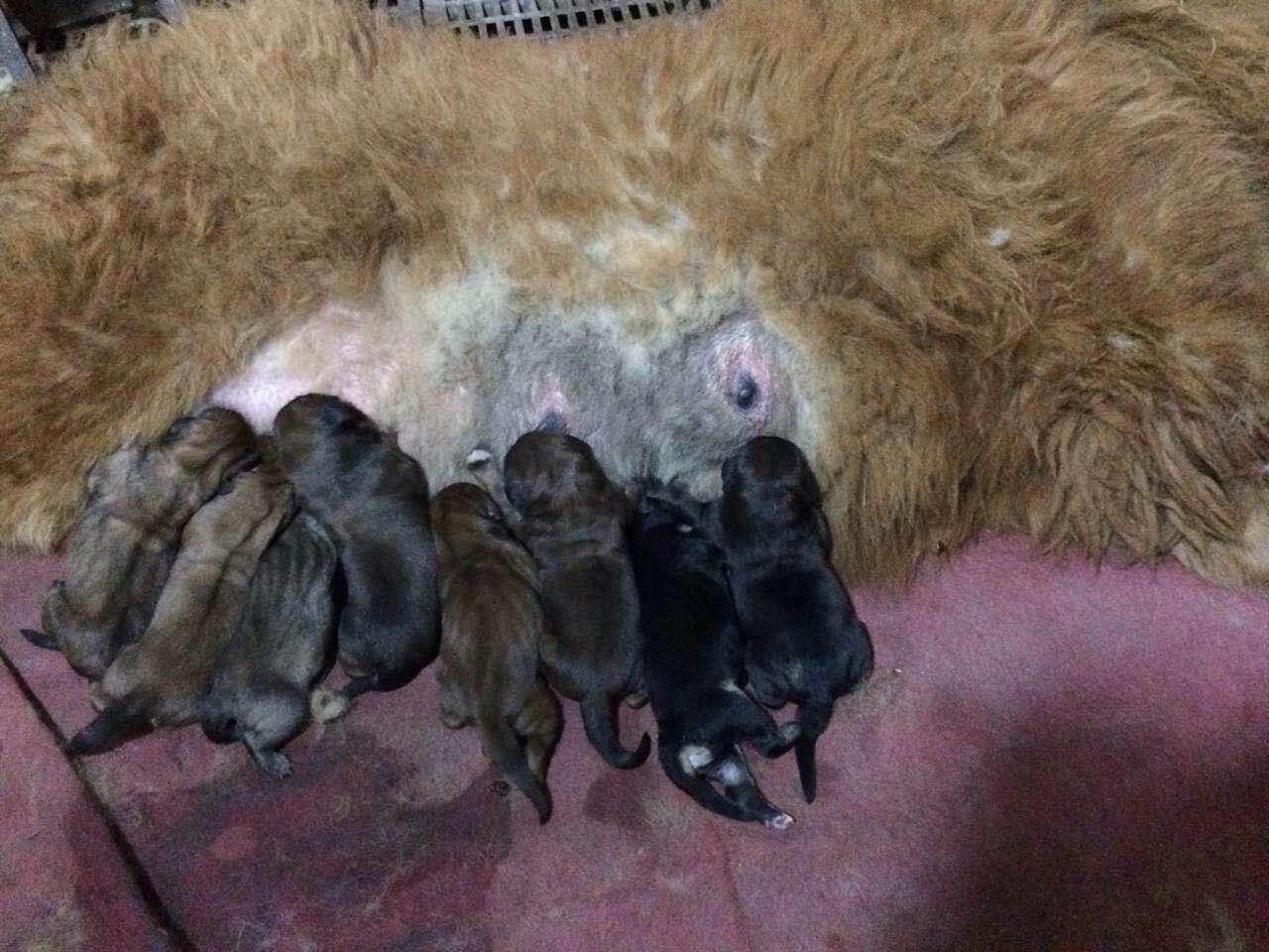 忙轉會,喜聯姻,喜迎後代!國榮獒園忙不過來(lái)了(le)