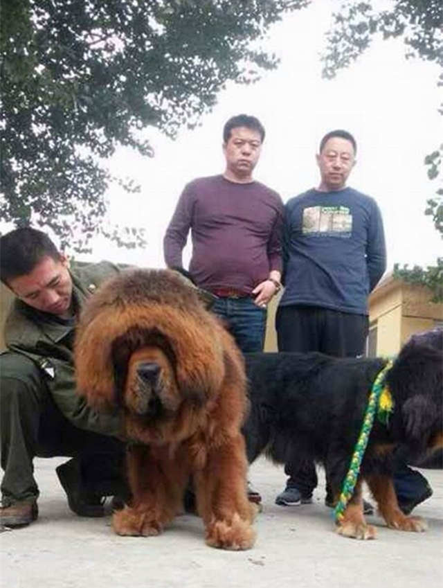 忙轉會,喜聯姻,喜迎後代!國榮獒園忙不過來(lái)了(le)