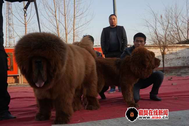 2014配種王,看得見的火(huǒ)爆巅峰 “大真火(huǒ)”聯姻大集錦
