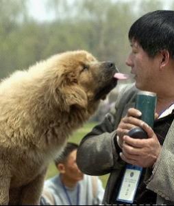 和主人(rén)親熱 和主人(rén)親熱