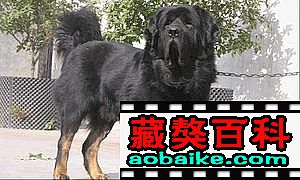 野狼直子(zǐ):甯甯 野狼直子(zǐ):甯甯