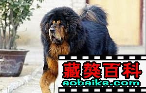 萊德直子(zǐ):大嘴 萊德直子(zǐ):大嘴