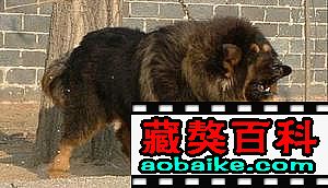 雷克直子(zǐ):金(jīn)剛 雷克直子(zǐ):金(jīn)剛