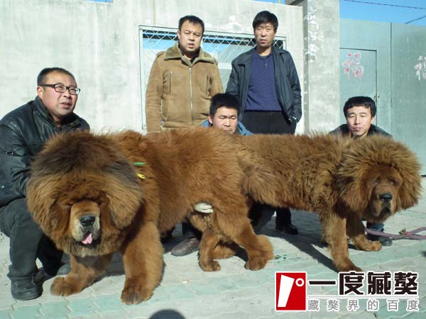 追蹤:一(yī)代超級種公新(xīn)秀“标準”的2013 注定子(zǐ)孫滿堂!