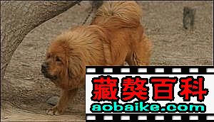 雷克直子(zǐ):陸虎 雷克直子(zǐ):陸虎