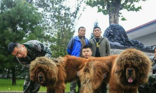 “烈火(huǒ)”與“大旗”之母的愛情結晶喜降山東齊金(jīn)趙氏獒園!
