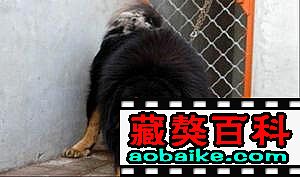 萊德的孫子(zǐ)多吉和阿坤的兒(ér)子(zǐ)──霸道 萊德的孫子(zǐ)多吉和阿坤的兒(ér)子(zǐ)──霸道