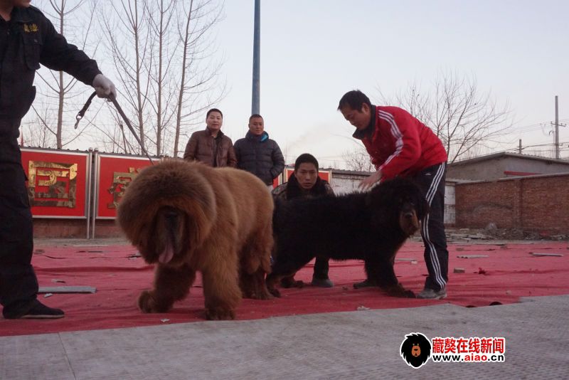 2014配種王,看得見的火(huǒ)爆巅峰 “大真火(huǒ)”聯姻大集錦