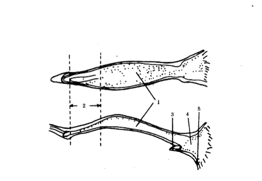 母藏獒的生(shēng)殖道1.陰道 2.子(zǐ)宮頸後褶長度 3尿道 4.前庭 5.陰蒂窩 母藏獒的生(shēng)殖道1.陰道 2.子(zǐ)宮頸後褶長度 3尿道 4.前庭 5.陰蒂窩