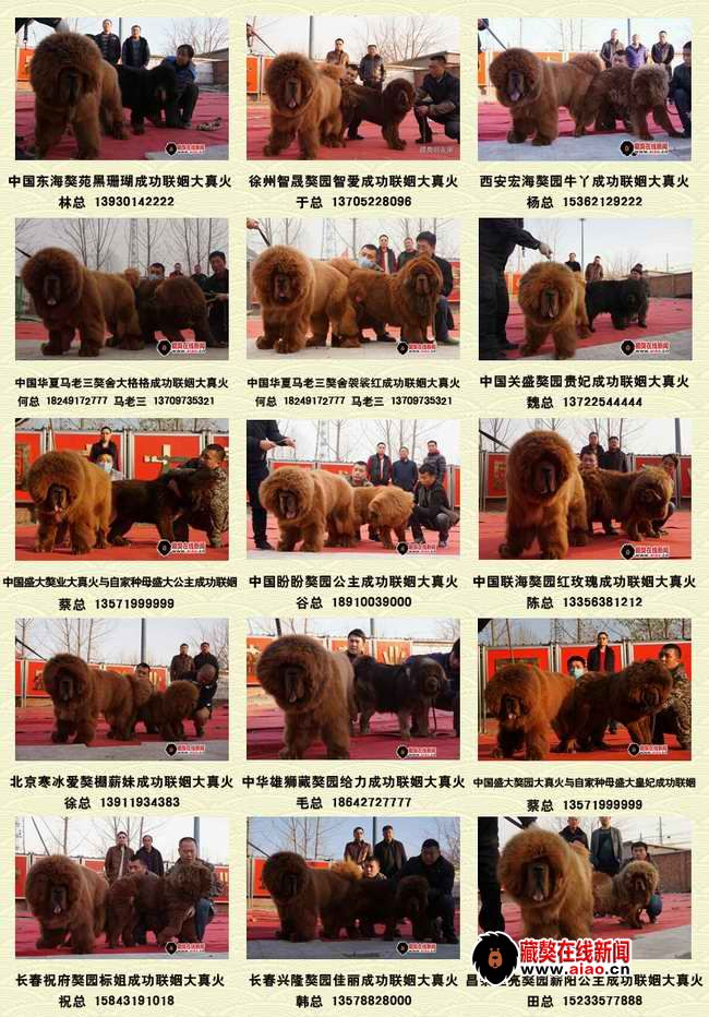 2014配種王,看得見的火(huǒ)爆巅峰 “大真火(huǒ)”聯姻大集錦