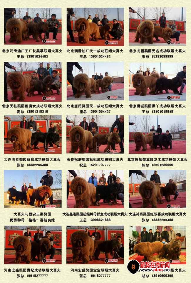 2014配種王,看得見的火(huǒ)爆巅峰 “大真火(huǒ)”聯姻大集錦