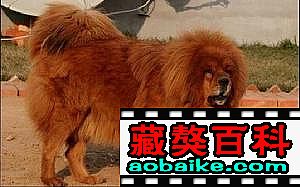 雷克直女(nǚ):妞妞 雷克直女(nǚ):妞妞