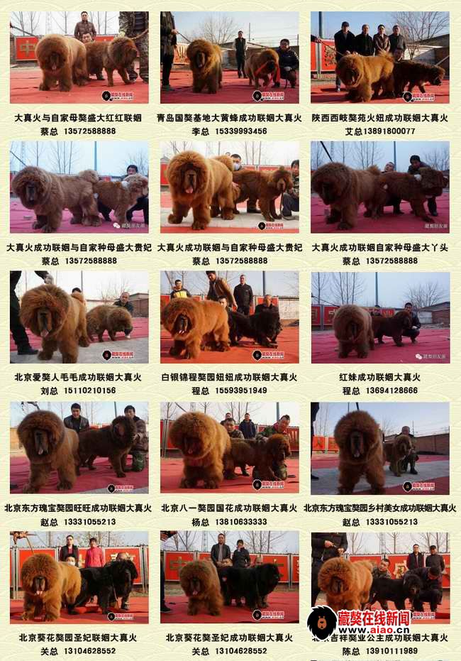 2014配種王,看得見的火(huǒ)爆巅峰 “大真火(huǒ)”聯姻大集錦
