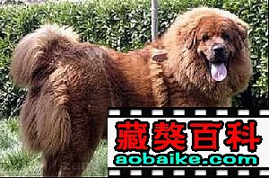雷克直子(zǐ):德勒 雷克直子(zǐ):德勒