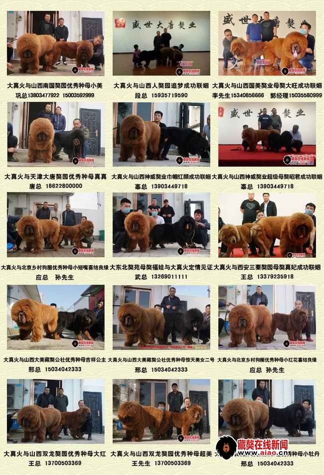 2014配種王,看得見的火(huǒ)爆巅峰 “大真火(huǒ)”聯姻大集錦