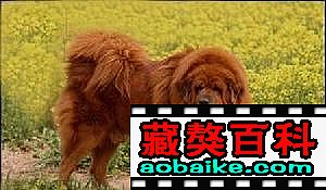 雷克直子(zǐ):紮西(xī) 雷克直子(zǐ):紮西(xī)