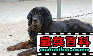 天狼 天狼