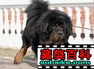 黑熊直子(zǐ):狗熊(号稱中華第一(yī)粗) 黑熊直子(zǐ):狗熊(号稱中華第一(yī)粗)