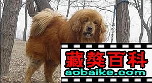 雷克直子(zǐ):戰神 雷克直子(zǐ):戰神