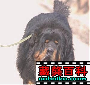 蘇莽孫子(zǐ):巴頓(現(xiàn)在在安徽) 蘇莽孫子(zǐ):巴頓(現(xiàn)在在安徽)