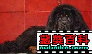 小雄鷹直子(zǐ):小霸王 小雄鷹直子(zǐ):小霸王