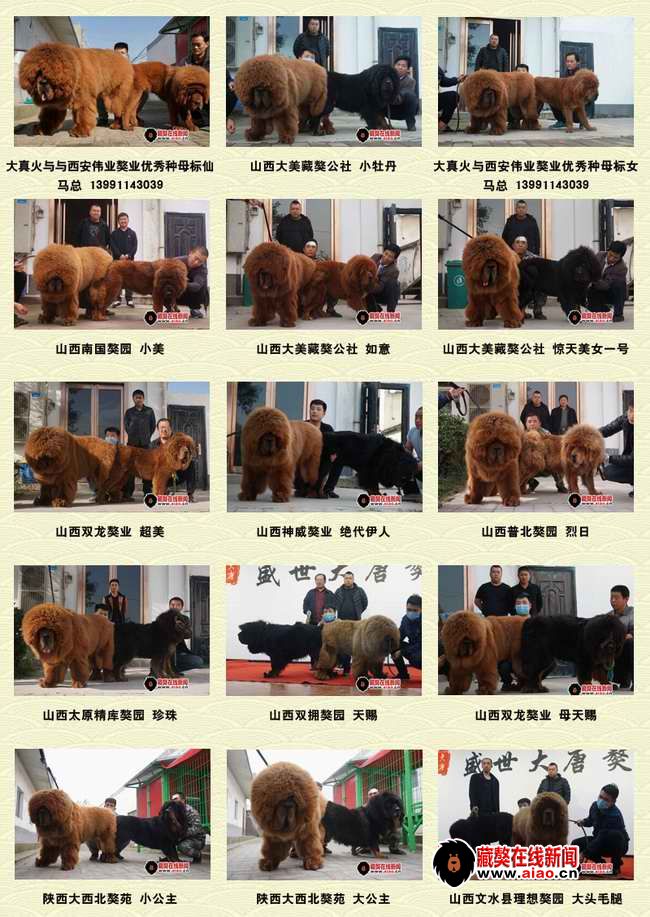 2014配種王,看得見的火(huǒ)爆巅峰 “大真火(huǒ)”聯姻大集錦