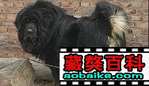 淘淘 淘淘