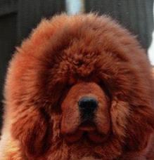 獅頭型 獅頭型