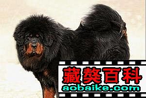 大嘴直子(zǐ):國寶 大嘴直子(zǐ):國寶