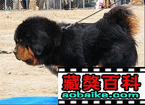 大嘴直子(zǐ):金(jīn)蛋 大嘴直子(zǐ):金(jīn)蛋