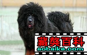 特号 特号