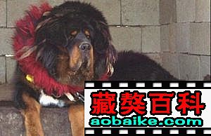 赤古兒(ér)子(zǐ):巴魯 赤古兒(ér)子(zǐ):巴魯