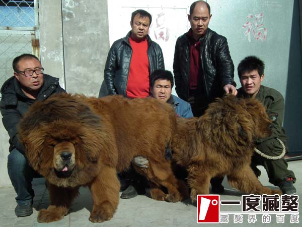 追蹤:一(yī)代超級種公新(xīn)秀“标準”的2013 注定子(zǐ)孫滿堂!