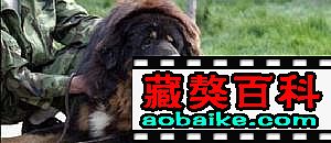 蘇莽直子(zǐ):黑熊(當年号稱中國第一(yī)猛獒) 蘇莽直子(zǐ):黑熊(當年号稱中國第一(yī)猛獒)
