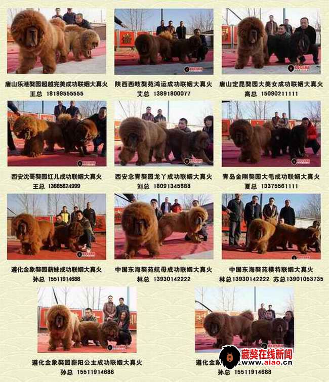 2014配種王,看得見的火(huǒ)爆巅峰 “大真火(huǒ)”聯姻大集錦